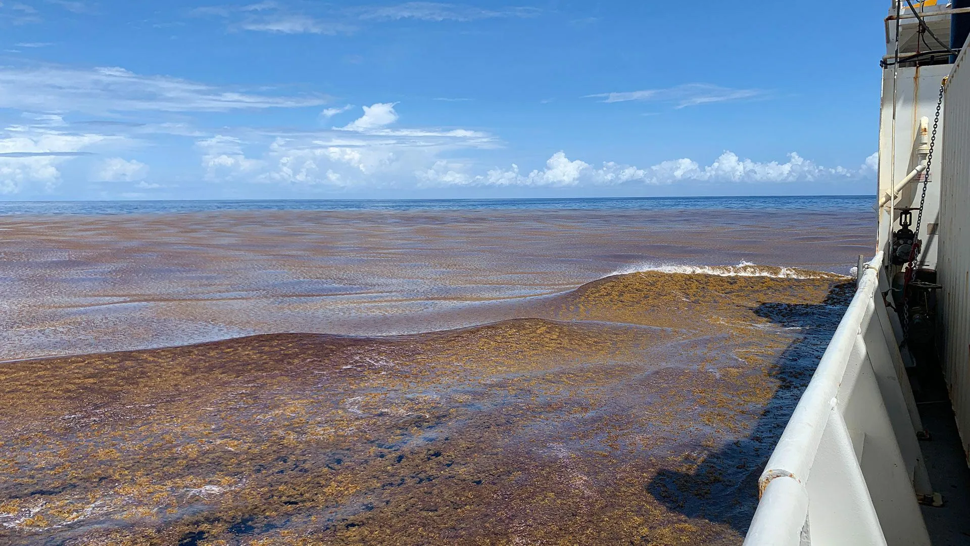 large-sargassum-field-1 AI Reveals a Global Algae Boom