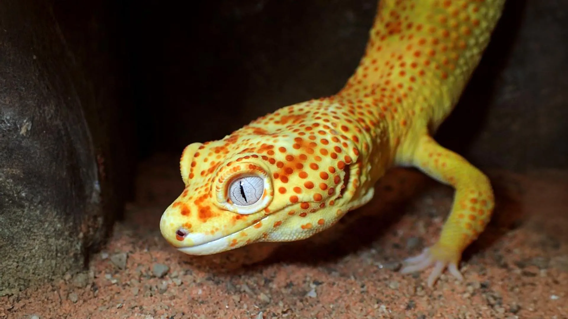 lemon-frost-gecko-1 Pet Gecko May Advance Cancer Research